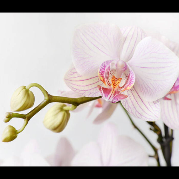 Living orchid