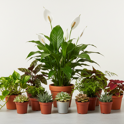can we do like a peace lily and 4" mixed plants